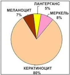 Оновлюється чи епідерміс кожні 30 днів