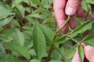 Чи потрібно прищеплювати жоржини магія рослин (жоржини) Чи потрібно прищеплювати жоржини магія рослин