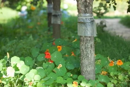 Обробка саду від шкідників навесні (сад) Обробка саду від шкідників навесні