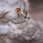 Взуття mascotte - сайт отзивовУкаіни (взуття) Взуття mascotte - сайт отзивовУкаіни