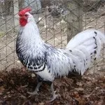 Огляд курей породи гамбургська опис, зміст і фото пернатих (опис) Огляд курей породи гамбургська опис, зміст і фото пернатих