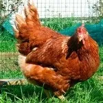 Огляд курей породи редбро характеристика виду, зміст і фото (редбро) Огляд курей породи редбро характеристика виду, зміст і фото