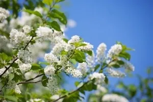 Однорічні та багаторічні медоносні рослини і трави, що висіваються спеціально для бджіл список і (бджіл) Однорічні та багаторічні медоносні рослини і трави, що висіваються спеціально для бджіл список і