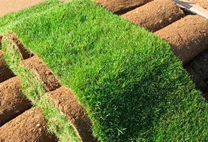 Огляд різних варіантів газонів, які можна виростити своїми руками (газон звичайний) Огляд різних варіантів газонів, які можна виростити своїми руками
