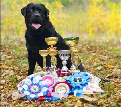 Про чемпіонство і чемпіонів