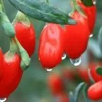 Про користь, шкоду і застосуванні кокосового масла (кокосового) Про користь, шкоду і застосуванні кокосового масла