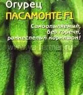 огірок Пасамонте