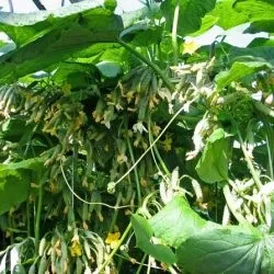 Огірки пучкові самозапильних кращі сорти тривалого плодоношення і як правильно вибрати насіння