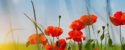 Про нас, весільний салон - еліт