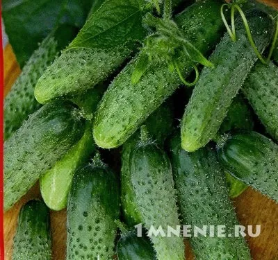 Огірки зятек f1 відгуки, зятек і теща - відмінна парочка сортів (відгуки про іграшки) Огірки зятек f1 відгуки, зятек і теща - відмінна парочка сортів