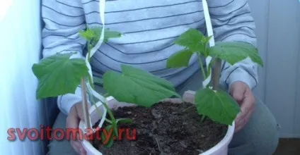 Огірки на балконі