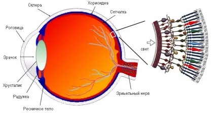Оптична система ока - будову і функції, діагностика і захворювання - сайт - московська