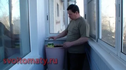 Огірки на балконі