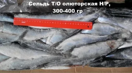 Олюторський оселедець - це що таке