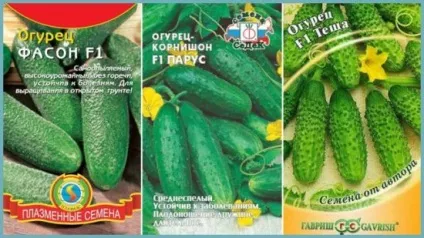 Огірки пучкові самозапильних кращі сорти тривалого плодоношення і як правильно вибрати насіння