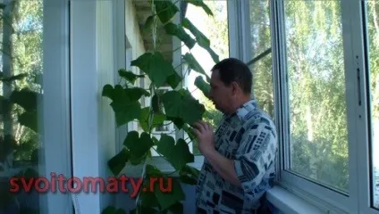 Огірки на балконі