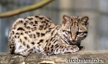 леопард онцилла кішка