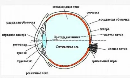 Оптична система ока - функції, відділи, аберації (система) Оптична система ока - функції, відділи, аберації