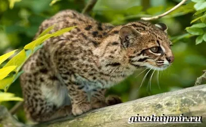 леопард онцилла кішка