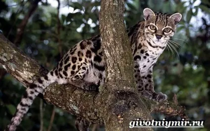леопард онцилла кішка