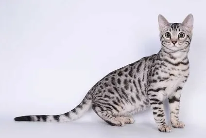 Забарвлення бенгальських котів, розплідник бенгальських котів wild russia (забарвлення) Забарвлення бенгальських котів, розплідник бенгальських котів wild russia