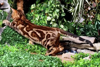 Забарвлення бенгальських котів, розплідник бенгальських котів wild russia (забарвлення) Забарвлення бенгальських котів, розплідник бенгальських котів wild russia