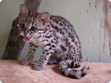Леопард онцилла (лат