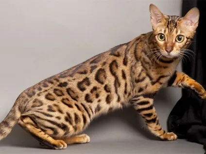 Забарвлення бенгальських котів, розплідник бенгальських котів wild russia (кішок) Забарвлення бенгальських котів, розплідник бенгальських котів wild russia