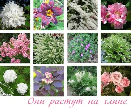Вони ростуть на глині