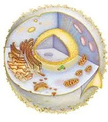 органели клітини