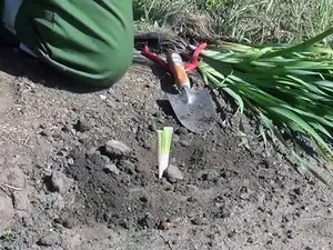 Особливості розведення ірисів різновиди, посадка, догляд за рослиною (посадка) Особливості розведення ірисів різновиди, посадка, догляд за рослиною