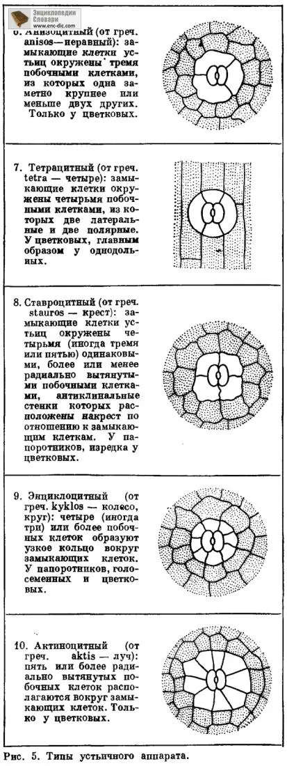 Основні типи устьічного апарату - біологічна енциклопедія - енциклопедії & amp; словники