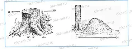 Орієнтування на місцевості (Плешаков, робочий зошит 2 клас 2 частина) (2 клас) Орієнтування на місцевості (Плешаков, робочий зошит 2 клас 2 частина)