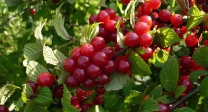 Основні способи розмноження повстяної вишні (повстяна вишня) Основні способи розмноження повстяної вишні