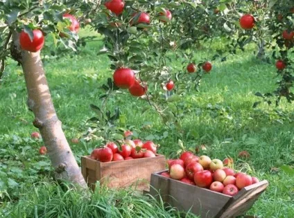 Особливості посадки і догляду за яблунею сорту - Мельба (сорти) Особливості посадки і догляду за яблунею сорту - Мельба
