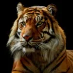 Від якого ведмедя відбувається прізвище глави уряду рф, блог віталій чумаков1, конт (уряду) Від якого ведмедя відбувається прізвище глави уряду рф, блог віталій чумаков1, конт