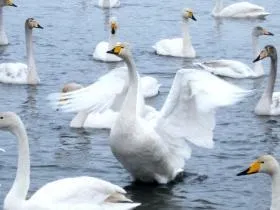 Відпочинок на Алтаї взимку де і як провести час (відпочинок) Відпочинок на Алтаї взимку де і як провести час