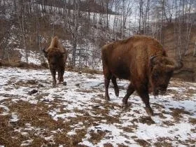 Відпочинок на Алтаї взимку де і як провести час (Алтай взимку) Відпочинок на Алтаї взимку де і як провести час