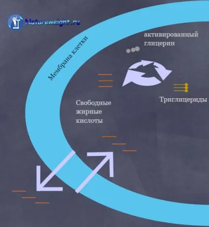 Від яких продуктів товстіють від вуглеводів! (Вуглеводів) Від яких продуктів товстіють від вуглеводів!