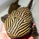 Парчевий птерігопліхт або сом парчеву зміст, фото, відео (коричневого переходить місцями) Парчевий птерігопліхт або сом парчеву зміст, фото, відео