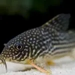 Парчевий птерігопліхт або сом парчеву зміст, фото, відео (птерігопліхт) Парчевий птерігопліхт або сом парчеву зміст, фото, відео