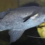 Парчевий птерігопліхт або сом парчеву зміст, фото, відео (коричневого переходить місцями більше) Парчевий птерігопліхт або сом парчеву зміст, фото, відео