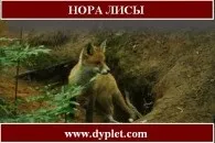 Полювання на борсука восени