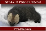 Полювання на борсука восени