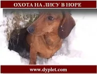Полювання на борсука восени