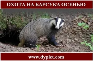 Полювання на борсука восени