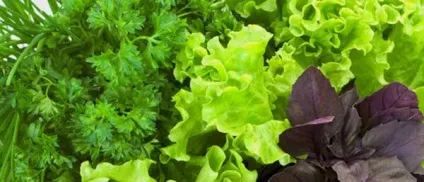 Овочі та фрукти які проносять - як лікувати і вилікувати (проносять) Овочі та фрукти які проносять - як лікувати і вилікувати