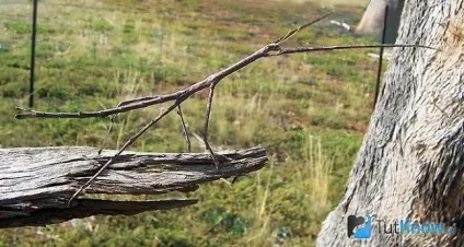 Паличник зміст комахи в домашніх умовах (комаха) Паличник зміст комахи в домашніх умовах