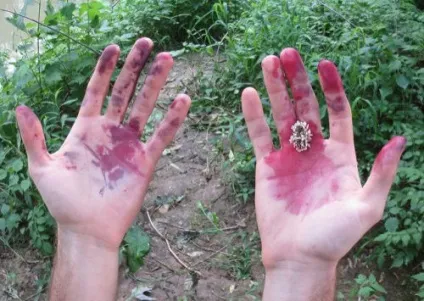 Відіпрати шовковицю ніж вивести пляму (вивести) Відіпрати шовковицю ніж вивести пляму