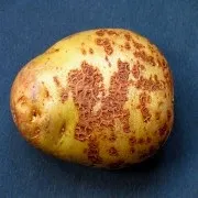 Парша на картоплі види, опис, фото, заходи боротьби, лікування звичайної і всіх видів парші (фото) Парша на картоплі види, опис, фото, заходи боротьби, лікування звичайної і всіх видів парші